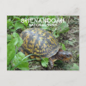 Activiteiten in de omgeving van Box Turtle Munchin Briefkaart (Voorkant)
