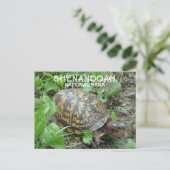 Activiteiten in de omgeving van Box Turtle Munchin Briefkaart (Staand voorkant)