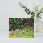 Activiteiten in de omgeving van Brown Rabbits at V Briefkaart (Staand voorkant)