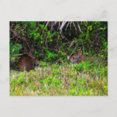 Activiteiten in de omgeving van Brown Rabbits at V Briefkaart (Voorkant)