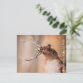 Activiteiten in de omgeving van Bull Elk Yellowsto Briefkaart (Staand voorkant)