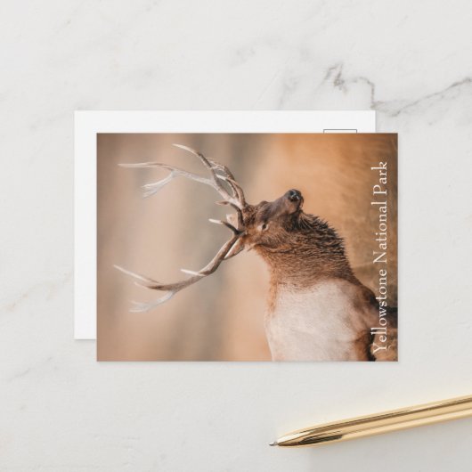 Activiteiten in de omgeving van Bull Elk Yellowsto Briefkaart (Voorkant / Achterkant in situ)