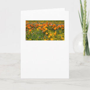 Activiteiten in de omgeving van California Poppies Kaart