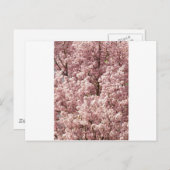 Activiteiten in de omgeving van Cherry Blossoms Tr Briefkaart (Voorkant / Achterkant)
