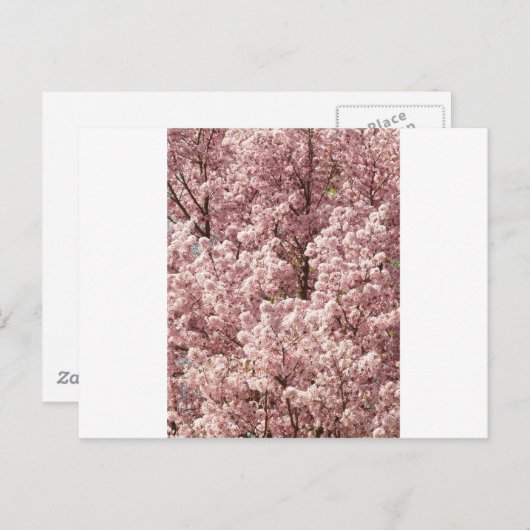 Activiteiten in de omgeving van Cherry Blossoms Tr Briefkaart (Voorkant / Achterkant)