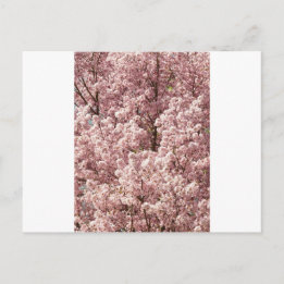 Activiteiten in de omgeving van Cherry Blossoms Tr Briefkaart