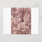 Activiteiten in de omgeving van Cherry Blossoms Tr Briefkaart (Voorkant)