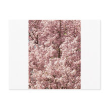 Activiteiten in de omgeving van Cherry Blossoms Tr