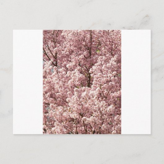 Activiteiten in de omgeving van Cherry Blossoms Tr Briefkaart (Voorkant)
