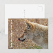 Activiteiten in de omgeving van Coyote Lamar Valle Briefkaart (Voorkant / Achterkant)