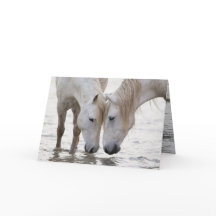 Activiteiten in de omgeving van Dawn Horse Wenskaa