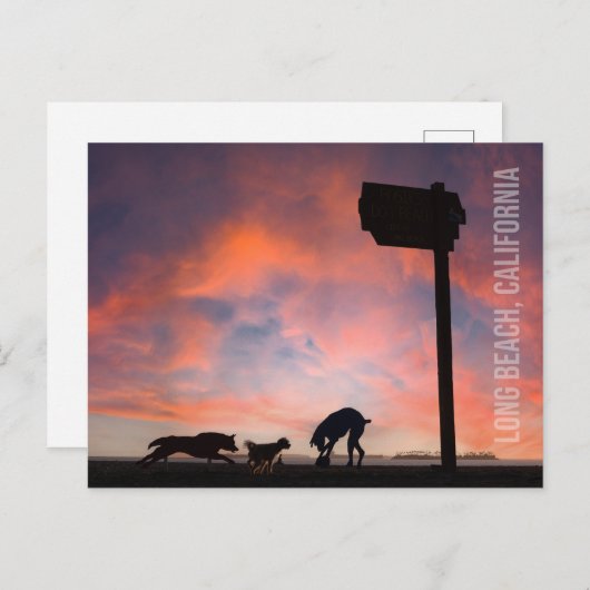 Activiteiten in de omgeving van Dog Beach at Sunse Briefkaart (Voorkant / Achterkant)