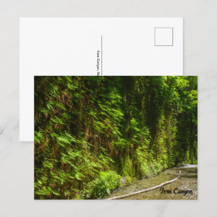 Activiteiten in de omgeving van Fern Canyon Redwoo Briefkaart