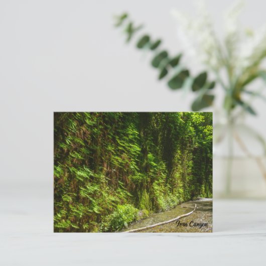 Activiteiten in de omgeving van Fern Canyon Redwoo Briefkaart (Staand voorkant)