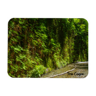 Activiteiten in de omgeving van Fern Canyon Redwoo Magneet