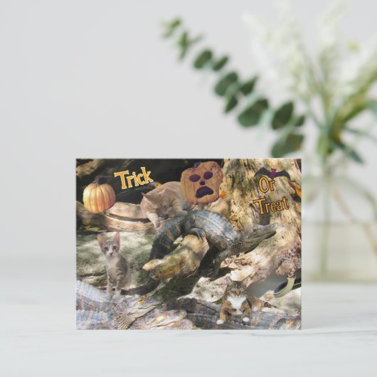 Activiteiten in de omgeving van Florida Cat & Gato Feestdagenkaart (Staand voorkant)