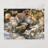 Activiteiten in de omgeving van Florida Cat & Gato Feestdagenkaart (Voorkant)