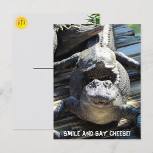 Activiteiten in de omgeving van Gator and Turtle - Briefkaart