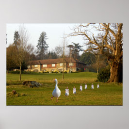 Activiteiten in de omgeving van Goose and Goslings Poster
