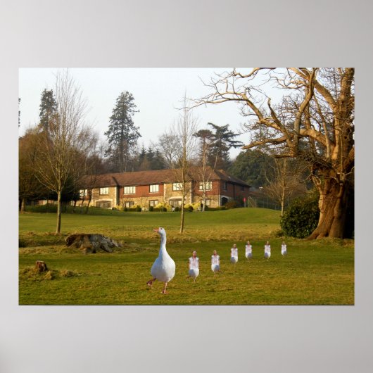 Activiteiten in de omgeving van Goose and Goslings Poster (Voorkant)