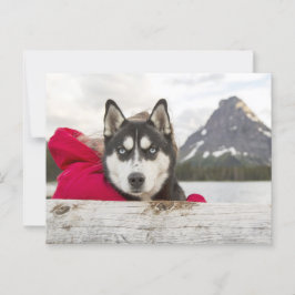 Activiteiten in de omgeving van Husky Mountains La Briefkaart