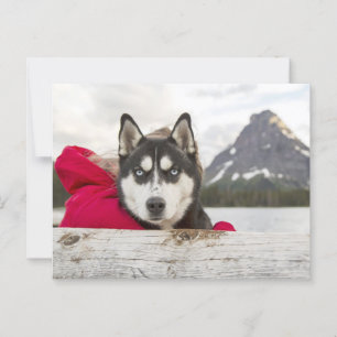 Activiteiten in de omgeving van Husky Mountains La Briefkaart