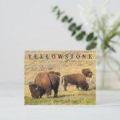 Activiteiten in de omgeving van Lamar Valley Bison Briefkaart (Staand voorkant)