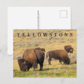 Activiteiten in de omgeving van Lamar Valley Bison Briefkaart (Voorkant / Achterkant)