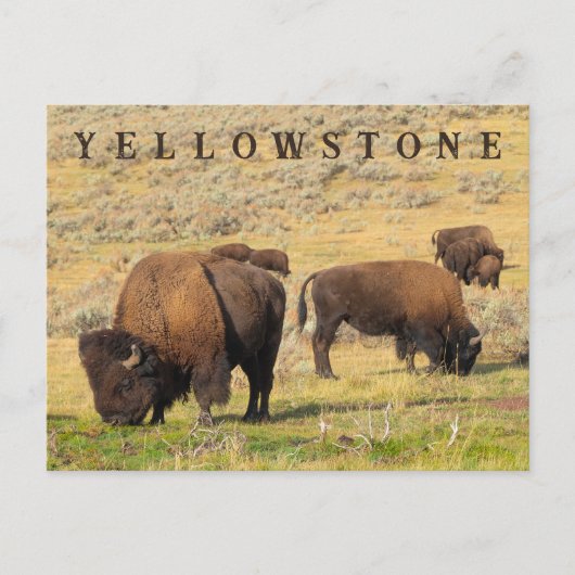 Activiteiten in de omgeving van Lamar Valley Bison Briefkaart (Voorkant)
