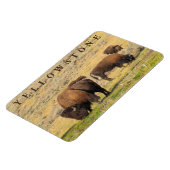 Activiteiten in de omgeving van Lamar Valley Bison Magneet (Linkerzijde)