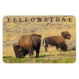 Activiteiten in de omgeving van Lamar Valley Bison Magneet