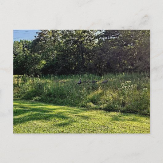 Activiteiten in de omgeving van Oakwoods Metropark Briefkaart (Voorkant)