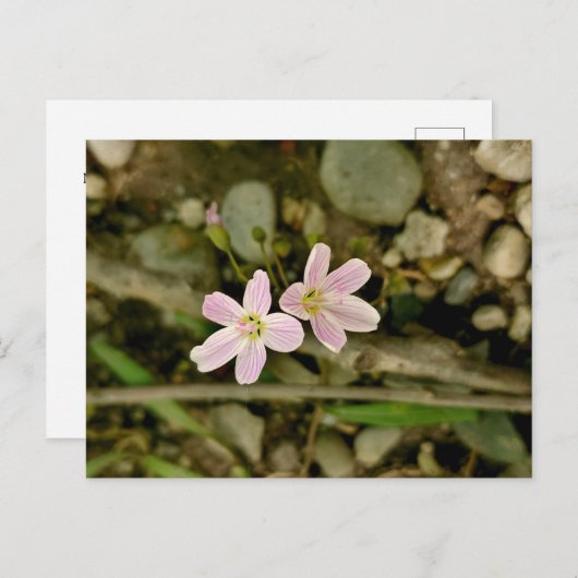 Activiteiten in de omgeving van Oakwoods Metropark Briefkaart (Voorkant / Achterkant)