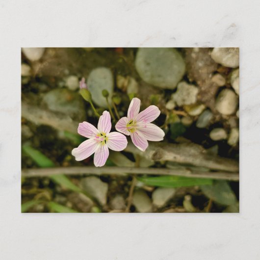 Activiteiten in de omgeving van Oakwoods Metropark Briefkaart (Voorkant)