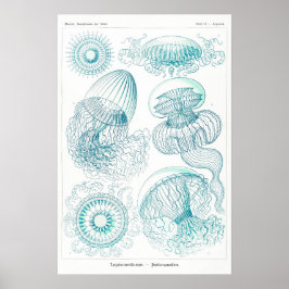 Activiteiten in de omgeving van Ocean Animal  Sket Poster