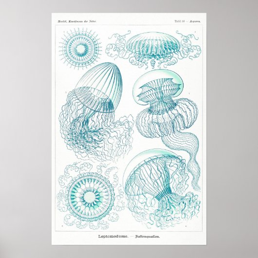 Activiteiten in de omgeving van Ocean Animal  Sket Poster (Voorkant)