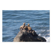 Activiteiten in de omgeving van Point Dume State B Foto Afdruk (Voorkant)