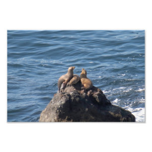 Activiteiten in de omgeving van Point Dume State B Foto Afdruk