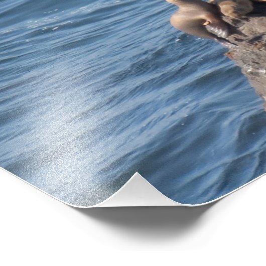 Activiteiten in de omgeving van Point Dume State B Foto Afdruk (Hoek)