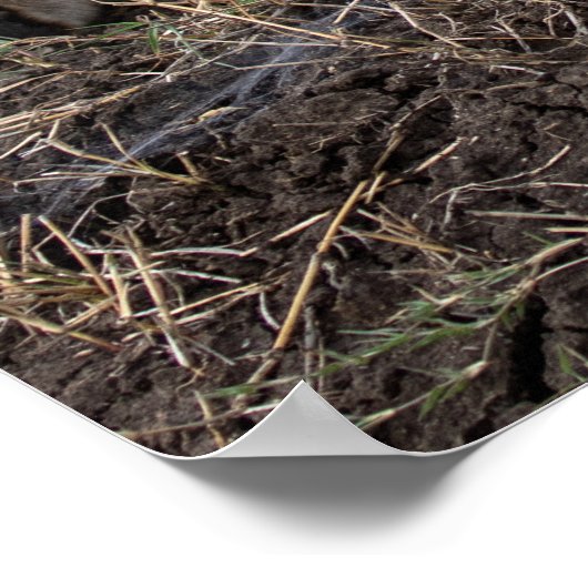 Activiteiten in de omgeving van Resting Cheetah -  Poster (Hoek)