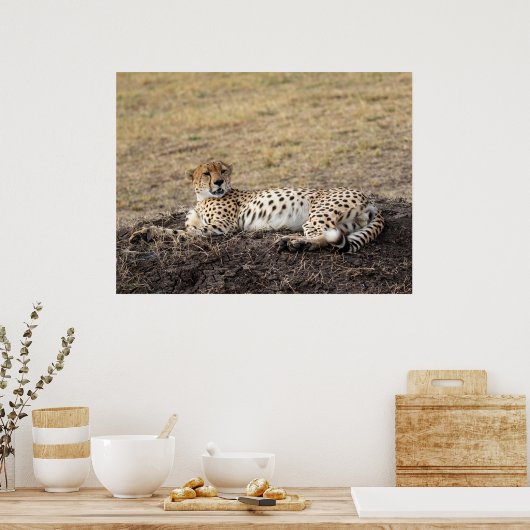 Activiteiten in de omgeving van Resting Cheetah - Poster (Keuken)
