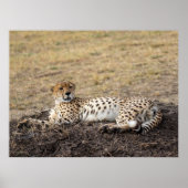 Activiteiten in de omgeving van Resting Cheetah - Poster (Voorkant)