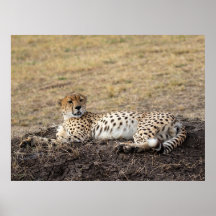 Activiteiten in de omgeving van Resting Cheetah -
