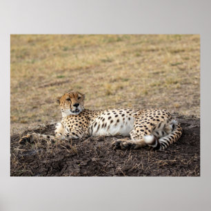 Activiteiten in de omgeving van Resting Cheetah -  Poster