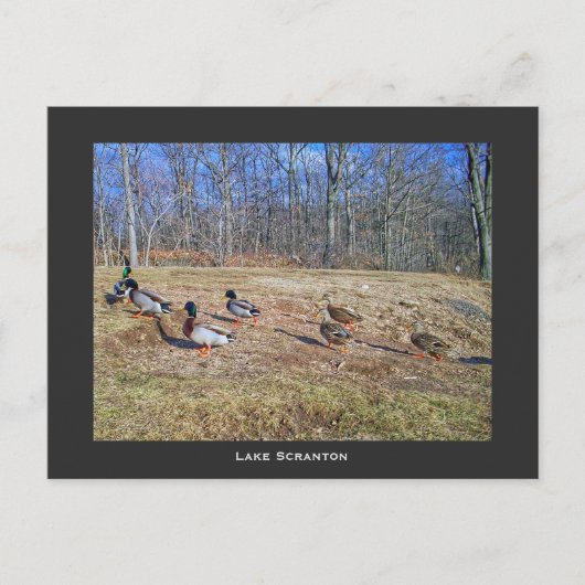 Activiteiten in de omgeving van Scranton PA-Lake S Briefkaart (Voorkant)