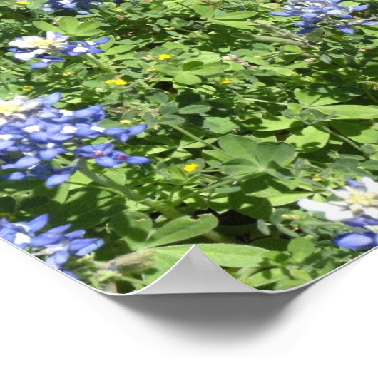 Activiteiten in de omgeving van Texas Bluebonnet W Poster (Hoek)
