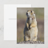 Activiteiten in de omgeving van Wyoming, Sublette  Briefkaart (Voorkant / Achterkant)