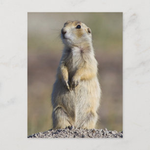 Activiteiten in de omgeving van Wyoming, Sublette Briefkaart