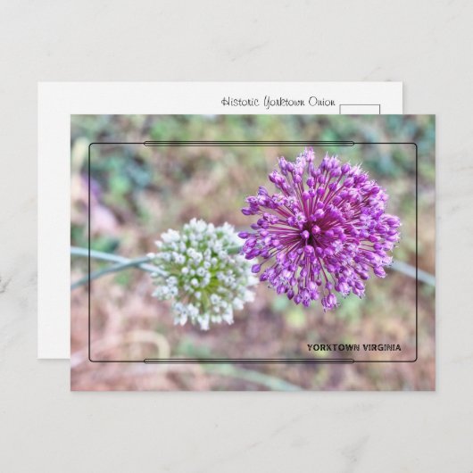 Activiteiten in de omgeving van Yorktown Onion Bri Briefkaart (Voorkant / Achterkant)