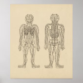  Acupunctie Meridian Pathways Points Poster (Voorkant)